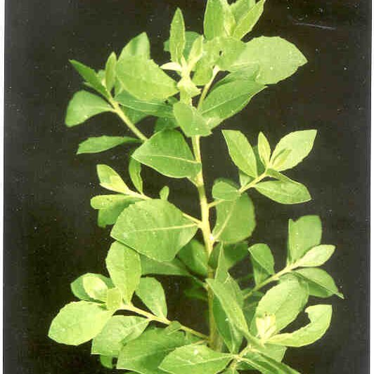 Segarkan Bau Nafas dengan Daun Beluntas