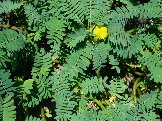 Petua atau Ubat Demam Panas?