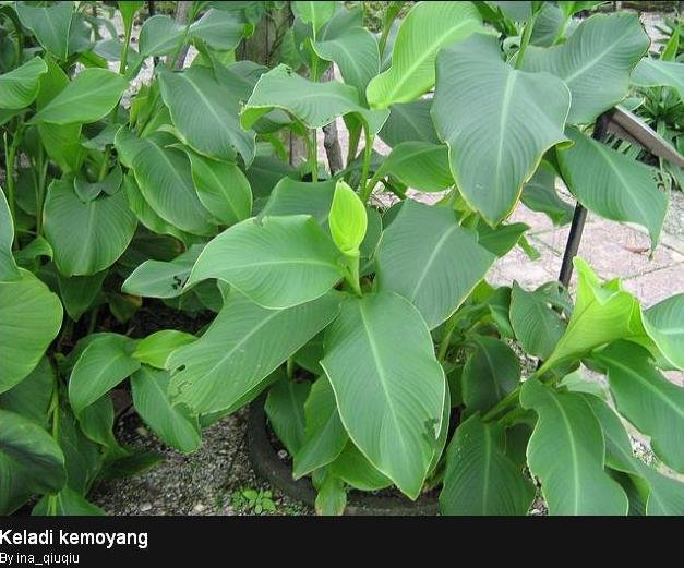 Petua Agar Si Ibu Mudah Bersalin