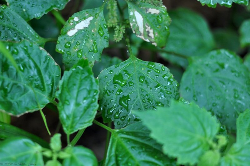 Kaedah Semulajadi Halau Serangga Perosak