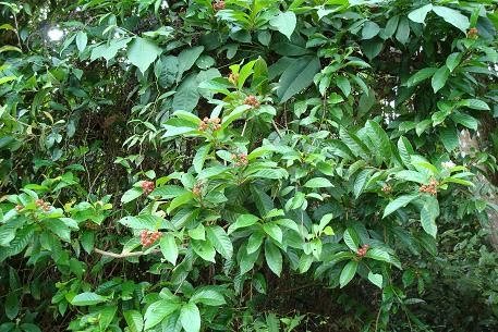 Petua Tradisional Merawat Darah Tinggi