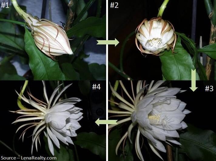 Cara Membersihkan Kotoran Dalam Mata