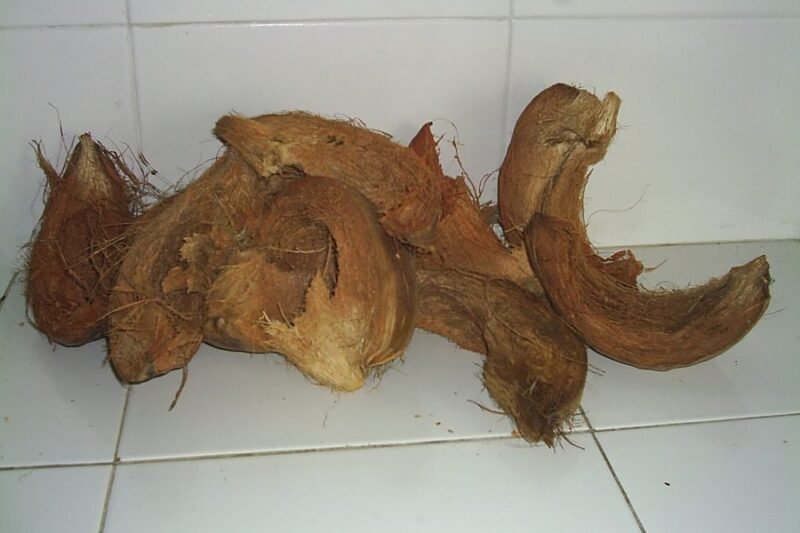 2 Ubat Menyembuhkan Gelegata