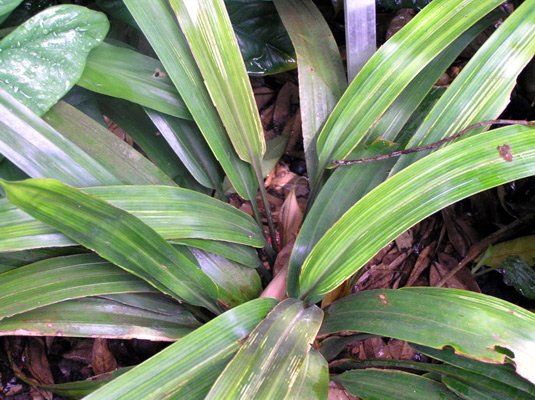 Pandan Tikus Ubat Demam Malam