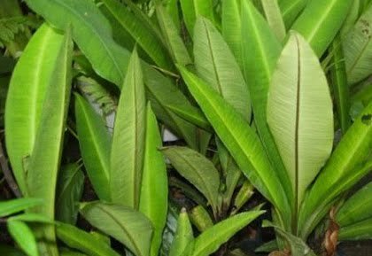 Kacip Fatimah Bukan Hanya Untuk Wanita?