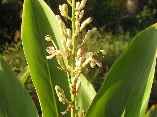 Macam Mana Nak Hilangkan Panau Atau Kurap?