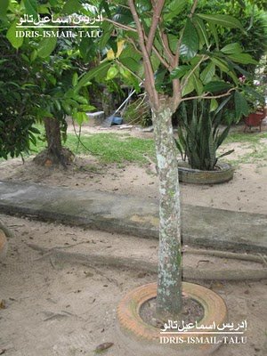 2 Cara Tradisional Mengubati Resdung