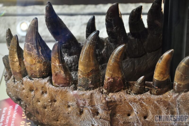 Ini Dia! Mahluk dengan Gigitan Terkuat Sepanjang Sejarah