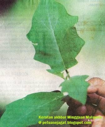 Petua Merawat Kudis dan Kudis Buta