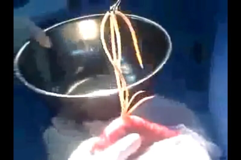 Cacing Penuh dalam usus Dikeluarkan