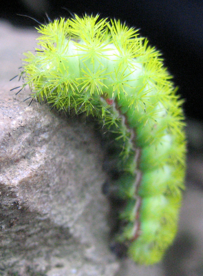 Io Moth Caterpillar
