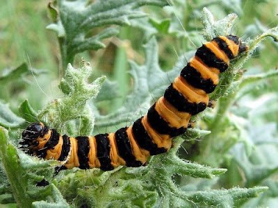Cinnabar Moth Caterpillar