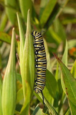 Monarch Caterpillar