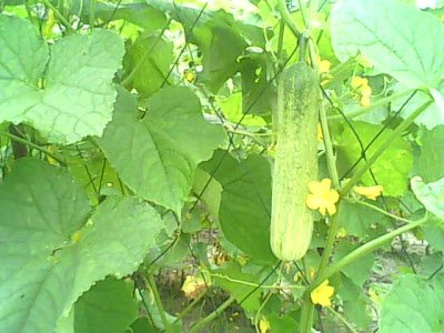 Lobak merah Lobak merah