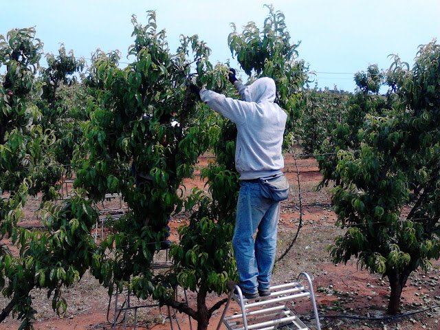 Gaji RM 6000 Ke Atas Di Ladang Australia Tarik Minat Rakyat Malaysia