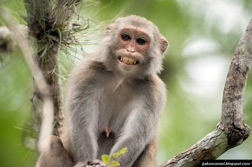 Pasar Jual Daging Monyet Fresh Hanya Di Afrika.