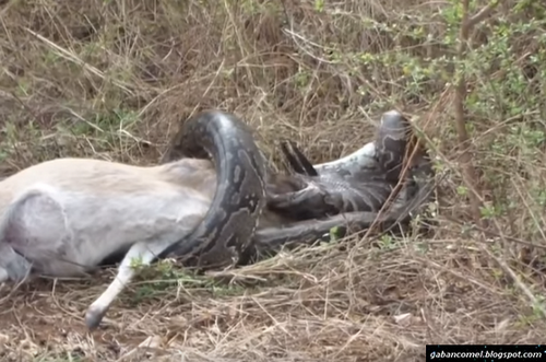 Video.Ular Sawa Gagal Makan Rusa Gara-gara Tercekik Tanduk.