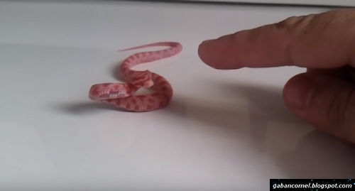 Kecik-kecik Dah Pandai Melawan.