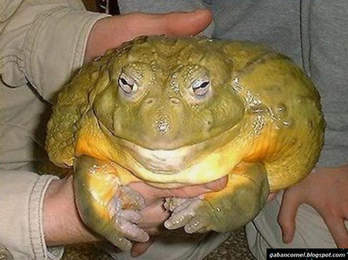 Inilah Katak Paling Besar di Dunia.