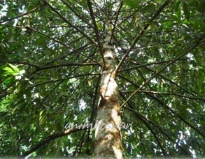 GARCINIA – APA DIA