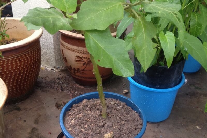 D.I.Y : NutriPot Ringkas dan Gambar