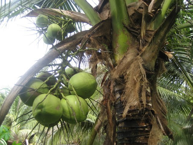 KELAPA PANDAN – TESTIMONI PETANI