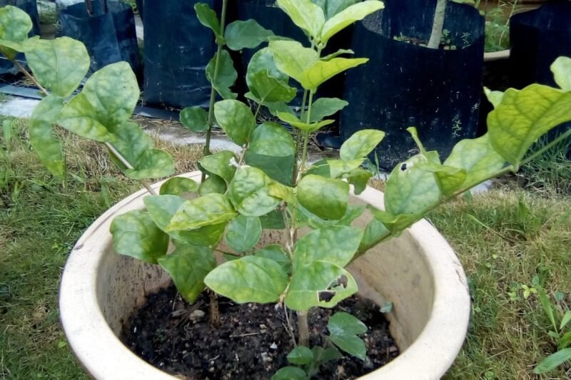 Pindah Pokok Bunga Melur ke dalam pasu