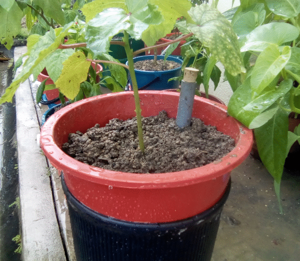 D.I.Y : NutriPot Ringkas Untuk Bendi