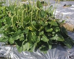 KACANG PANJANG RENEK