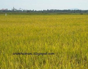 RACUN DI SAWAH PADI – Part 2