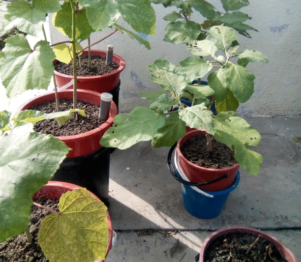 Perkembangan Tanaman Sistem NutriPot Ringkas