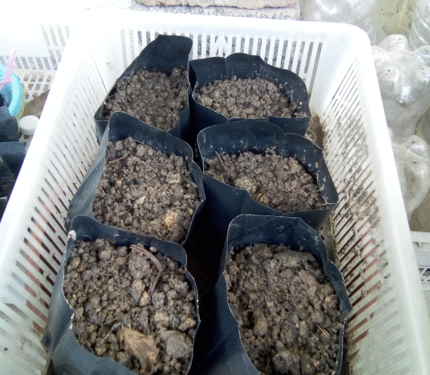 Semaian Benih Tembikai, Terung Panjang serta Terung Telunjuk