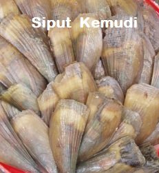 SIPUT KEMUDI – KENALI DIA