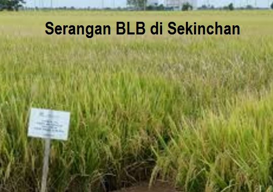 PADI – BLB KURANGKAN HASIL PADI