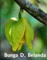 DURIAN BELANDA – INOVASI PENDEBUNGAAN BERBANTU