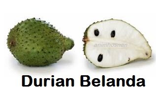 DURIAN BELANDA – HEBAT KHASIATNYA