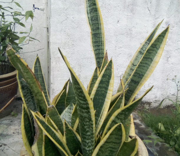 Pokok Lidah Buaya