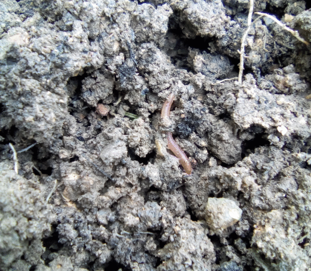 Petanda Tanah Yang Subur