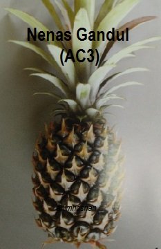 NENAS GANDOL (AC3) – CIRINYA
