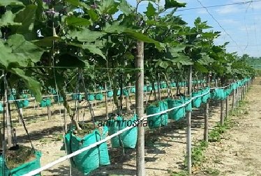 FERTIGASI GANTUNG – HASIL LUMAYAN