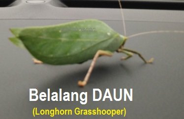 BELALANG DAUN SERANG NANGKA