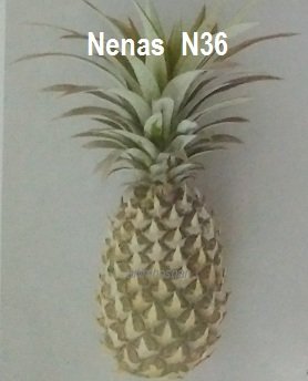 NENAS N36 (AC8) – CIRINYA