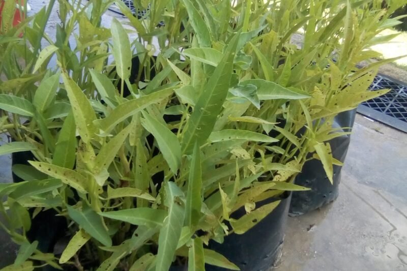 Cara Menghasilkan Benih Kangkung Secara Mudah Dan Banyak