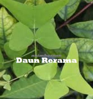 DAUN RERAMA -CARA MENANAM
