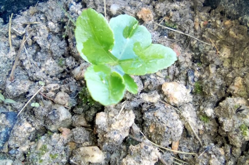 Semaian Benih Lemon Sudah Tumbuh