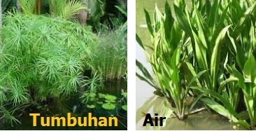 TUMBUHAN AIR – KEGUNAAN