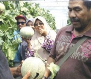 ROCK MELON – SATU TESTIMONI