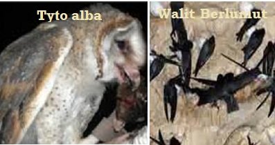 BURUNG HANTU DAN WALIT – TEKNOLOGI KAWALAN (Part 1)