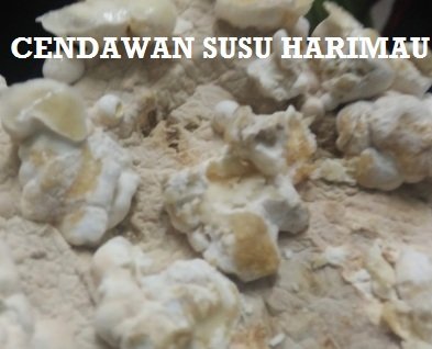 CENDAWAN SUSU HARIMAU – APA DIA?