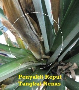 KAJIAN PENYAKIT REPUT TERAS NENAS DI RIPP